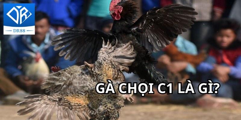 Gà Chọi C1 - Trận Đấu Của Những Chiến Kê Dũng Mãnh, Thiện Chiến