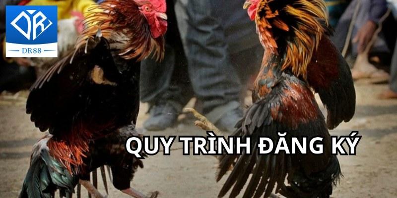 Gà Chọi C1 - Trận Đấu Của Những Chiến Kê Dũng Mãnh, Thiện Chiến