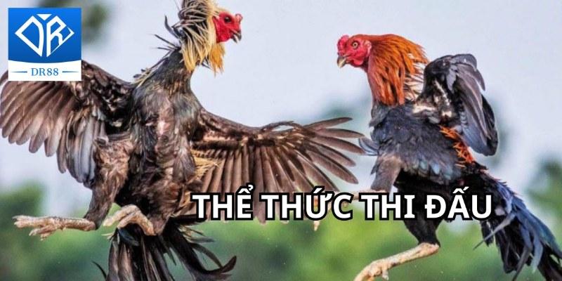 Gà Chọi C1 - Trận Đấu Của Những Chiến Kê Dũng Mãnh, Thiện Chiến