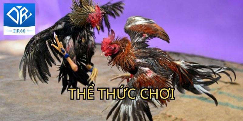 đá gà thomo Dr88 Và Những Thông Tin Hữu Ích Bạn Cần Nên Biết