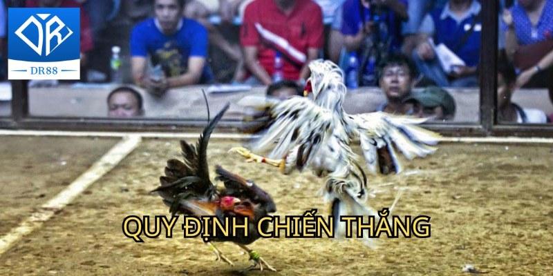 đá gà thomo Dr88 Và Những Thông Tin Hữu Ích Bạn Cần Nên Biết