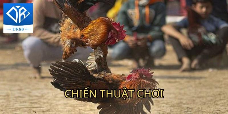 đá gà thomo Dr88 Và Những Thông Tin Hữu Ích Bạn Cần Nên Biết