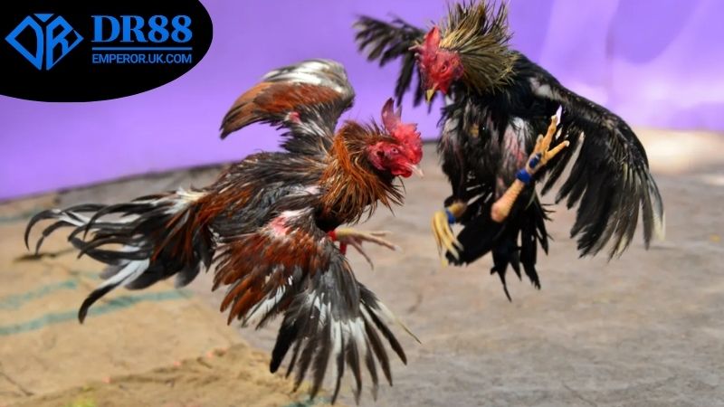 Các loại kèo đá gà DR88 phổ biến