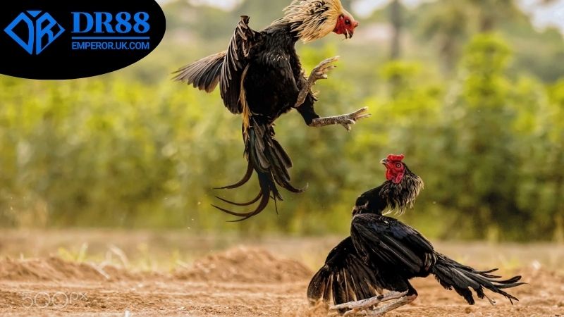 Cách soi kèo đá gà DR88 hiệu quả