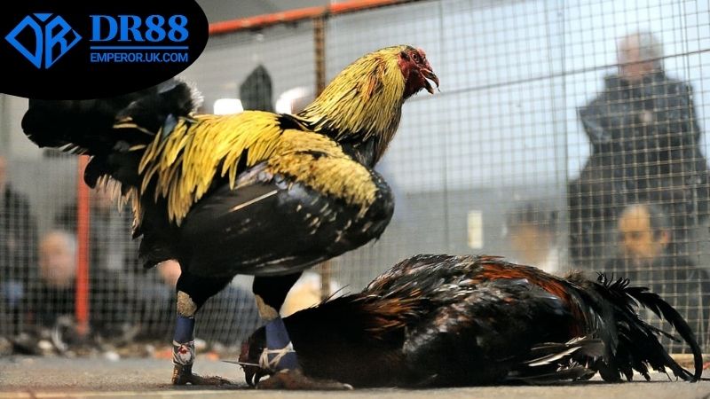 Mẹo soi kèo đá gà DR88 hiệu quả