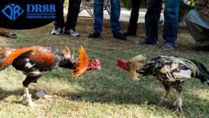 cach-soi-keo-da-ga-dr88