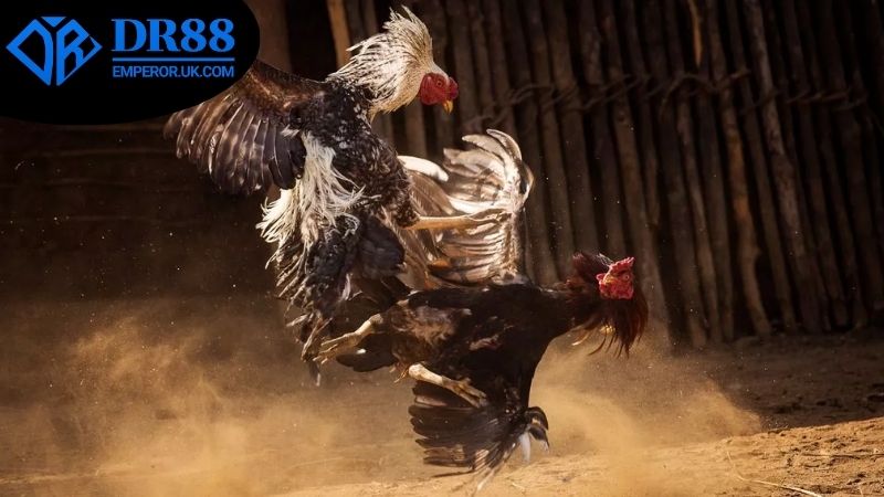 Các loại cược đá gà ăn tiền thật DR88 phổ biến