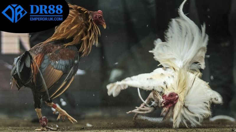 Cách tham gia đặt cược đá gà DR88 nhanh nhất