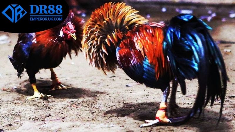 Truy cập sảnh đá gà