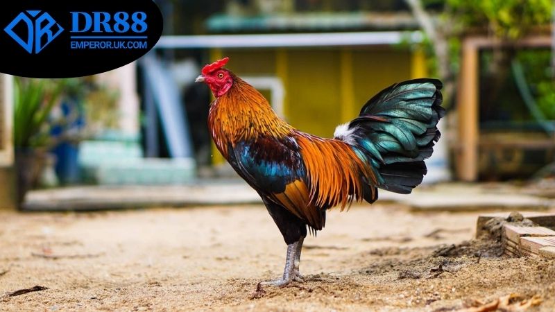 da-ga-an-tien-that-dr88