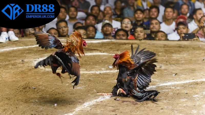 Cách tham gia đặt cược đá gà Campuchia DR88