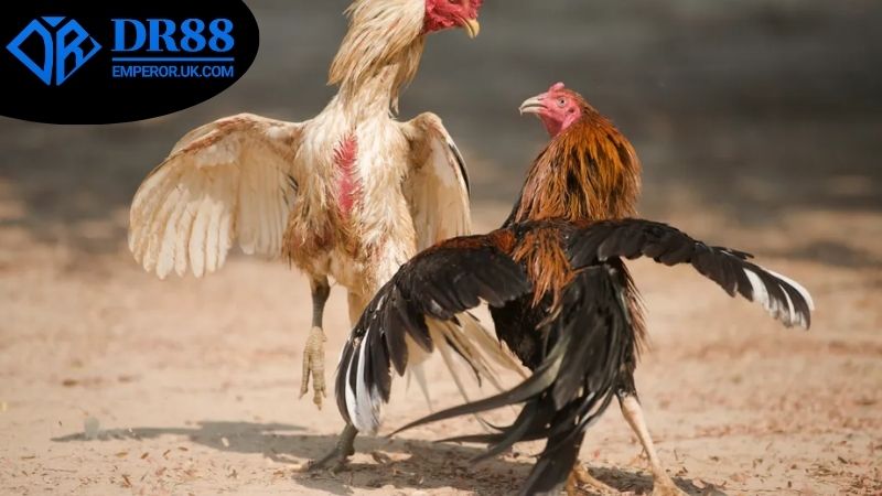 Các loại cược trong đá gà Campuchia DR88