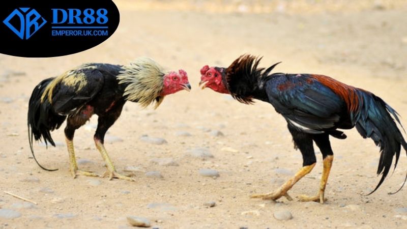 Mẹo chơi đá gà Campuchia DR88 hiệu quả