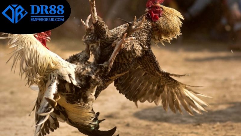 da-ga-campuchia-dr88