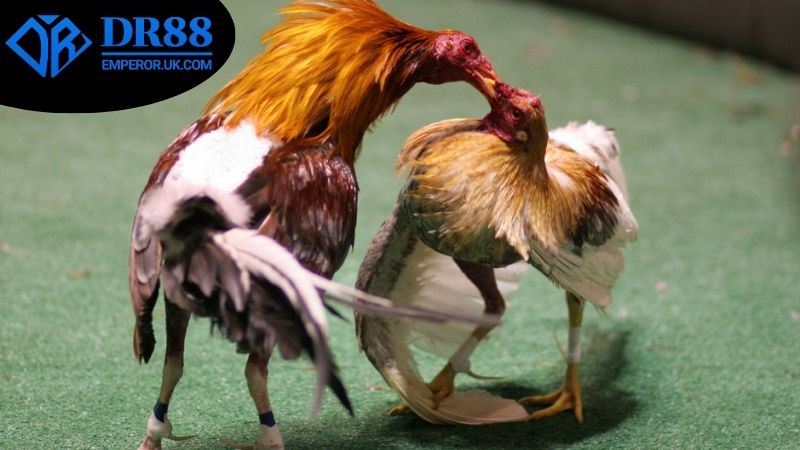 Tính năng nổi bật của livestream đá gà trên DR88