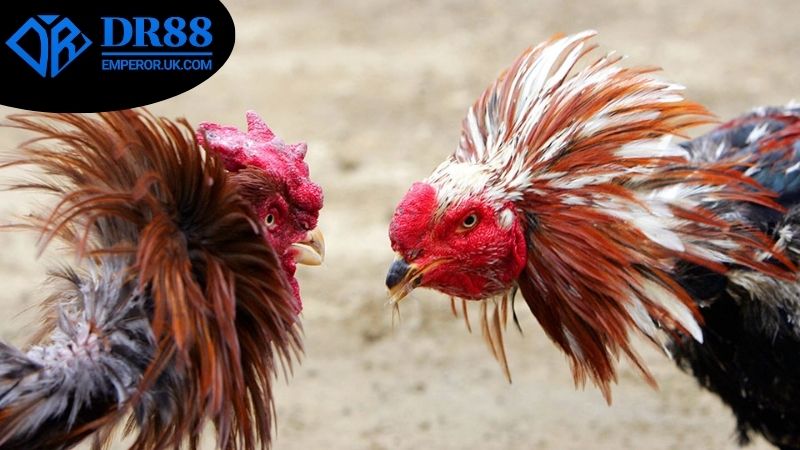 Cách tham gia xem đá gà livestream trên DR88