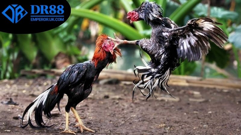 Đánh giá chung về livestream đá gà DR88